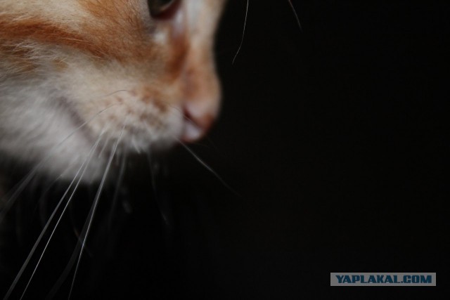 Котовторник 14.07.2015