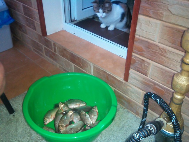 Котовторник 29-09-2015,