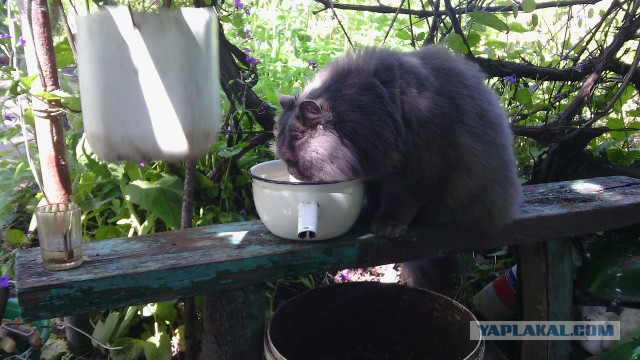 Котовторник 29-09-2015,