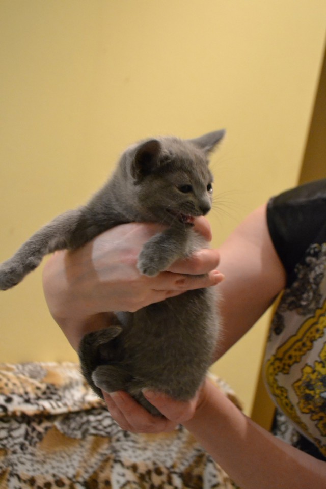Котовторник