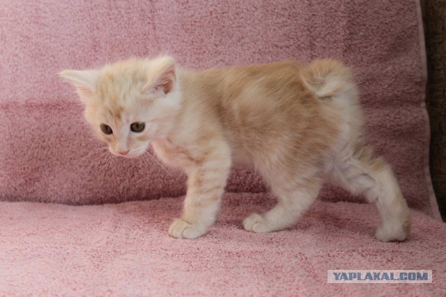 Котовторник 16.02.16