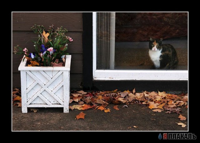 Коты Среды