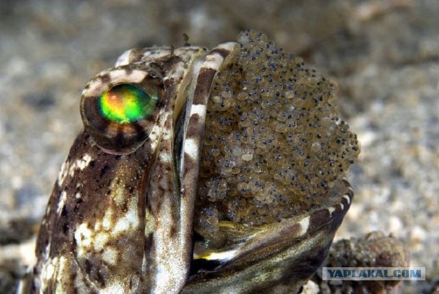 Скоро во всех гнёздах страны!... и не только