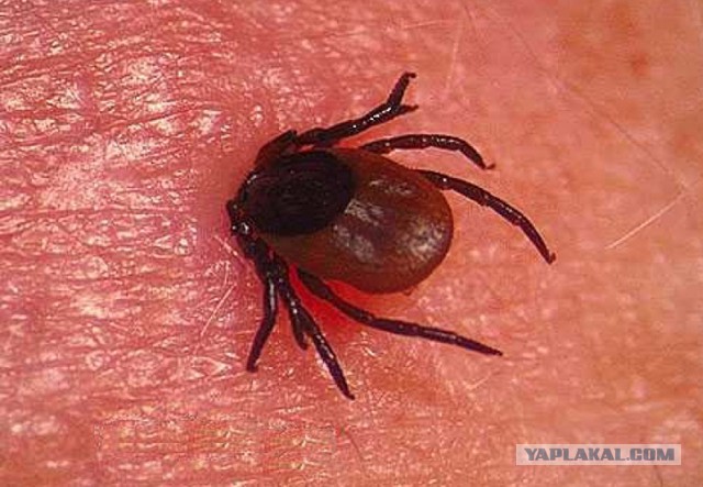 Жизненно важные факты о клещах. Особенно актуально в Мае!