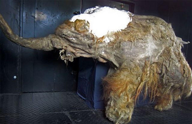 10 интригующих находок, обнаруженных внутри мумий