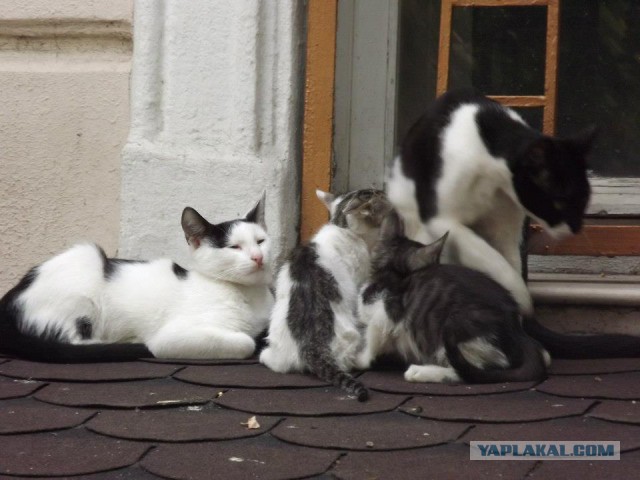 Котовторник 22.11.2016
