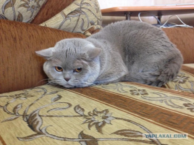 Котовторник 23/05/2017