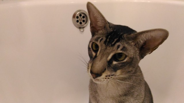 Котовторник 04.07.17