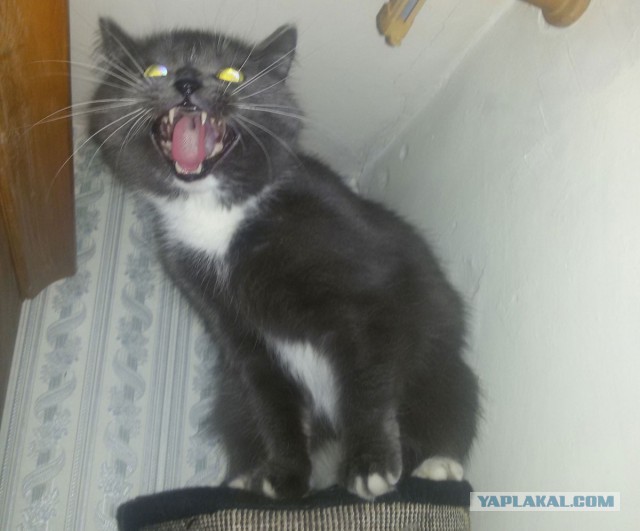 Мой кот и кот тёщи