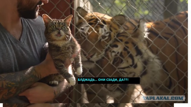 Реакция кота на тигров в зоопарке