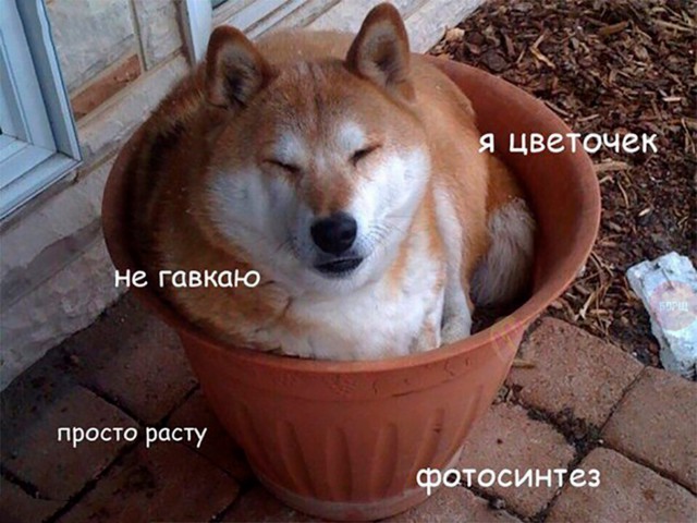 Подборка забавных животных