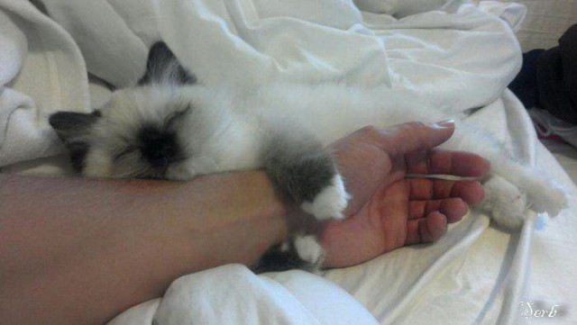 Котэ и кровать