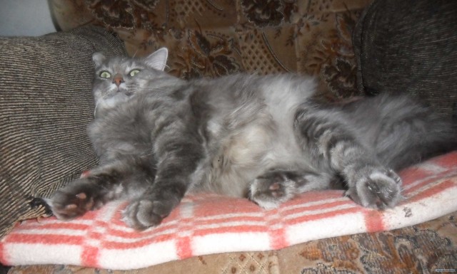 Операция "Кот"