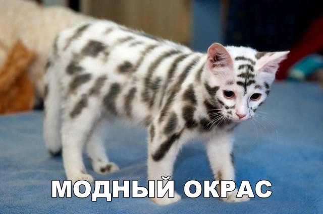 Фотобомбы котов