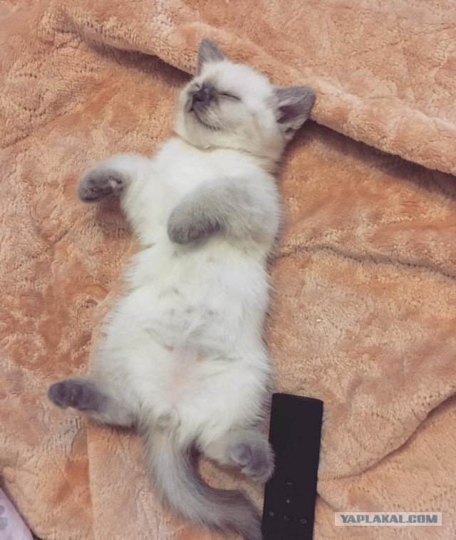 Котовторник