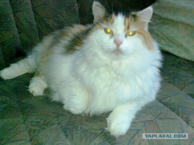 Котовторник 29.5.18