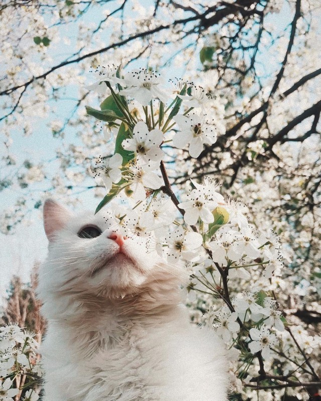Неадекватные коты
