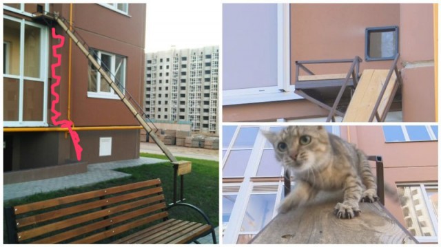 В Воронеже соорудили отдельный вход для кота в многоэтажку