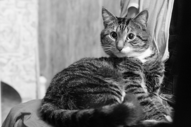 Котовторник на ЯПлакалъ