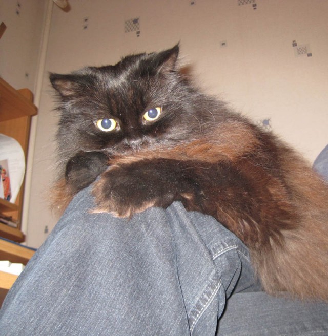 Котовторник 4.01.2011 - первый котовторник года