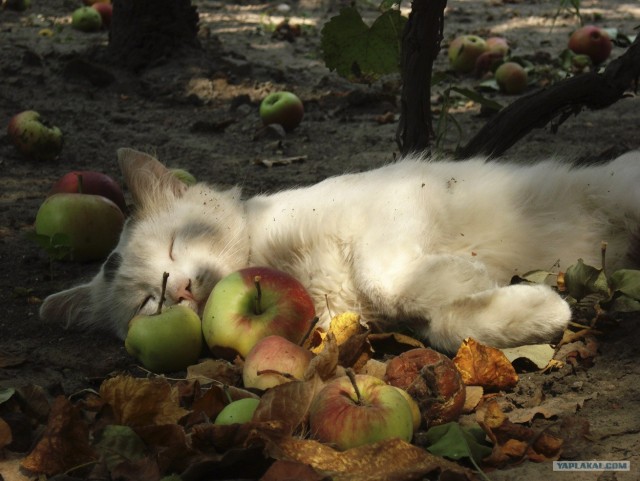 Сегодня котовторник, а котиков все нет