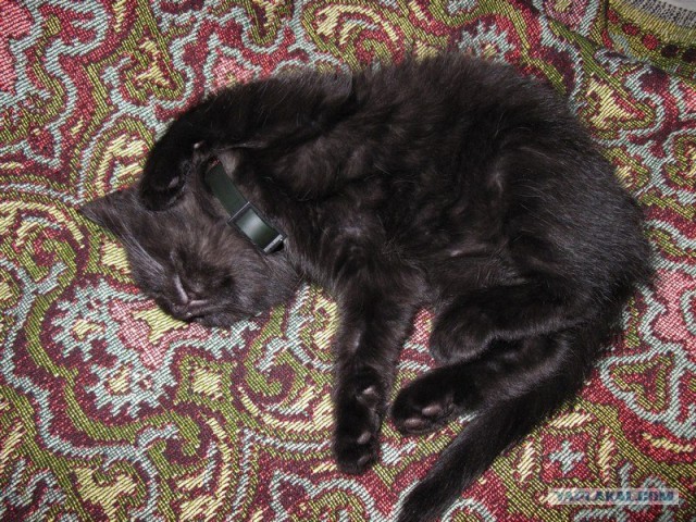 Котовторник на середину июня
