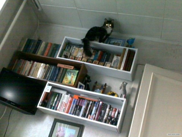 Состоятельный котовторник