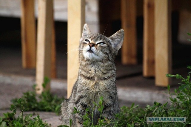 Профессиональный котовторник