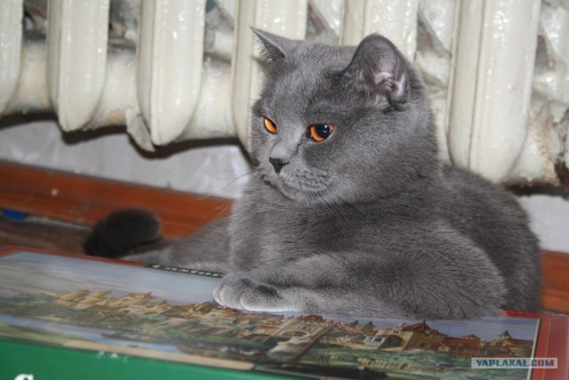 Котовторник (14.02.2012)