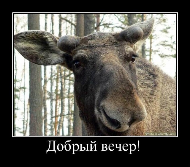 Анекдоты, соц-сети, истории и картинки с надписями