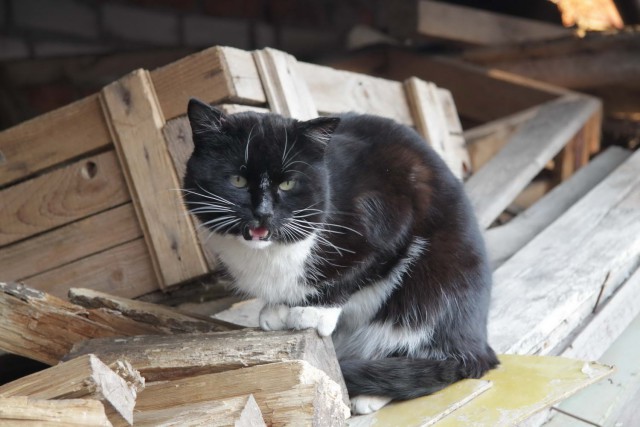 Котовторник 18.06.2019