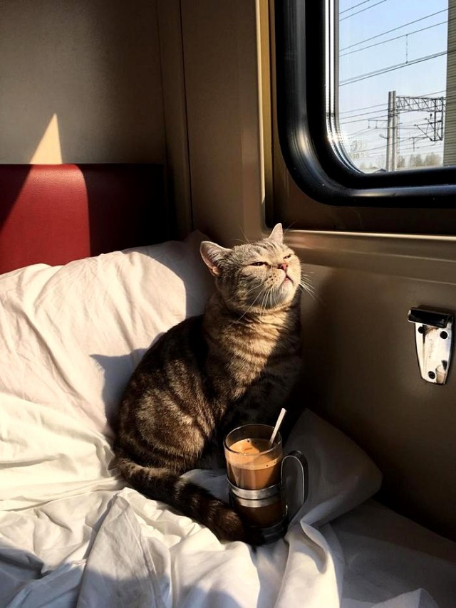 Котовторник однако