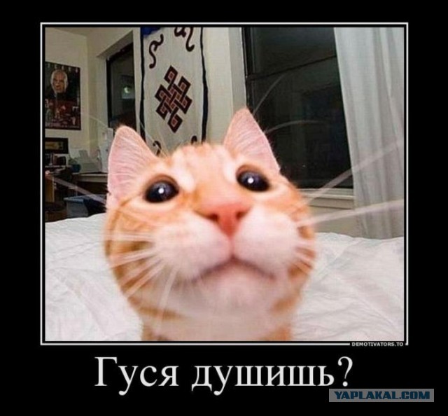 Хрупкая девушка душит двух гусей. Без регистрации и СМС естественно