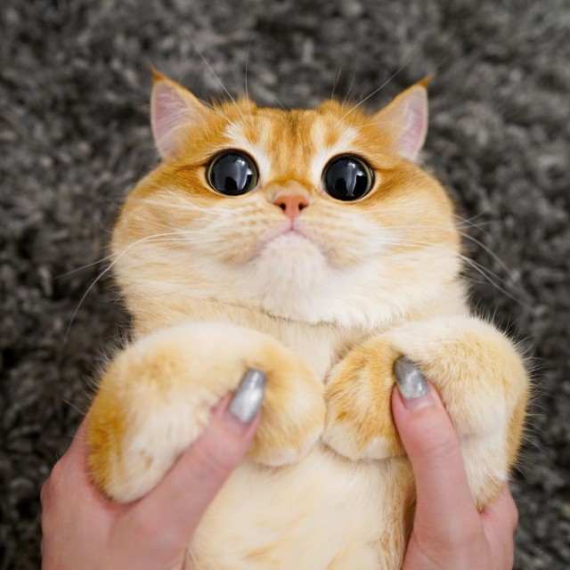 Эти забавные животные
