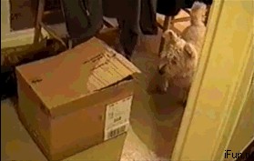 Угарный котейка