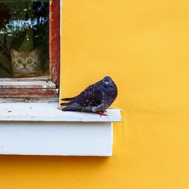 Уличные котаны