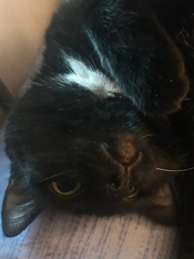 Даешь котовторник!