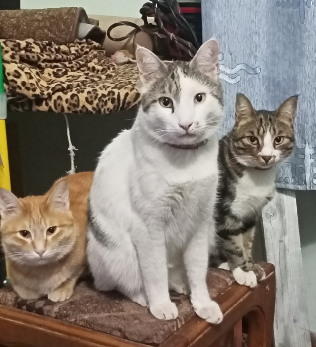 Солнце котовторника уже встало, Господа!
