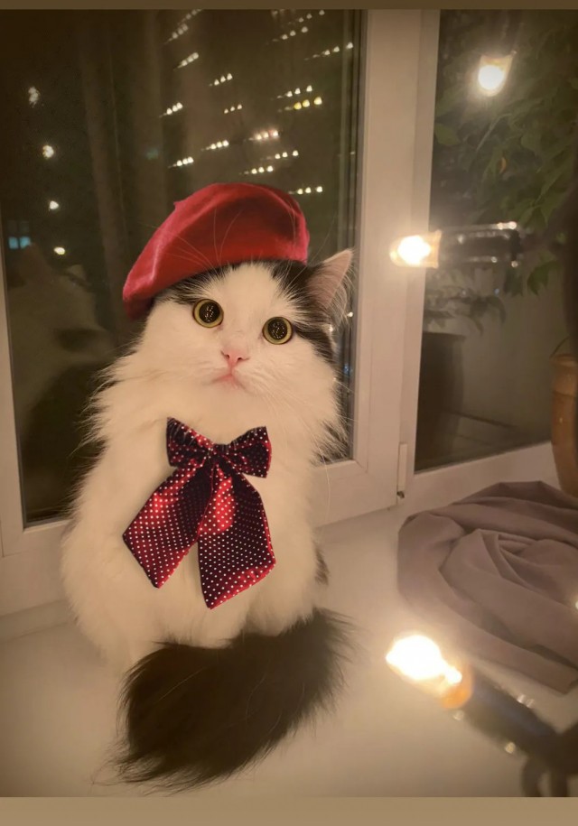 Кошка по имени Зая.