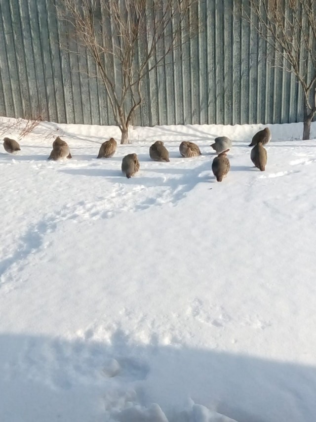 Куропатки