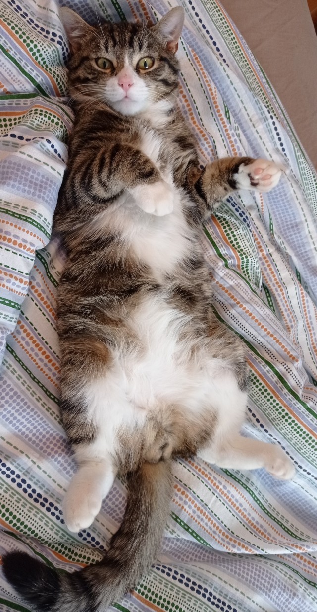 Котовторник
