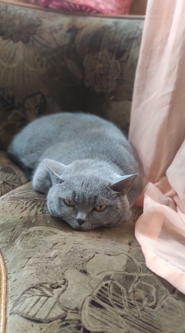 Котовторник