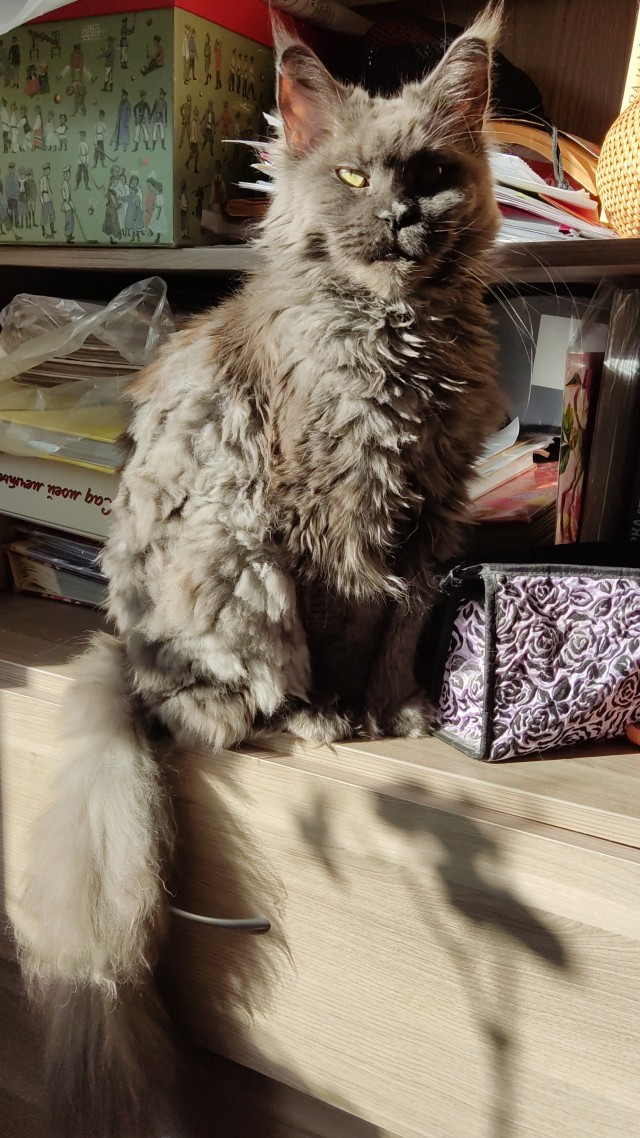 Котовторник