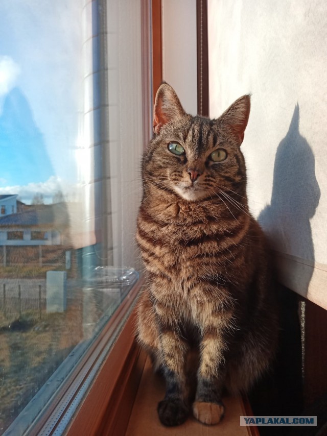 Котовторник ведь начался!