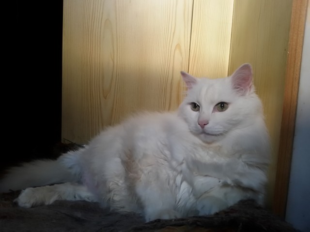 Начну котовторник чуть раньше!