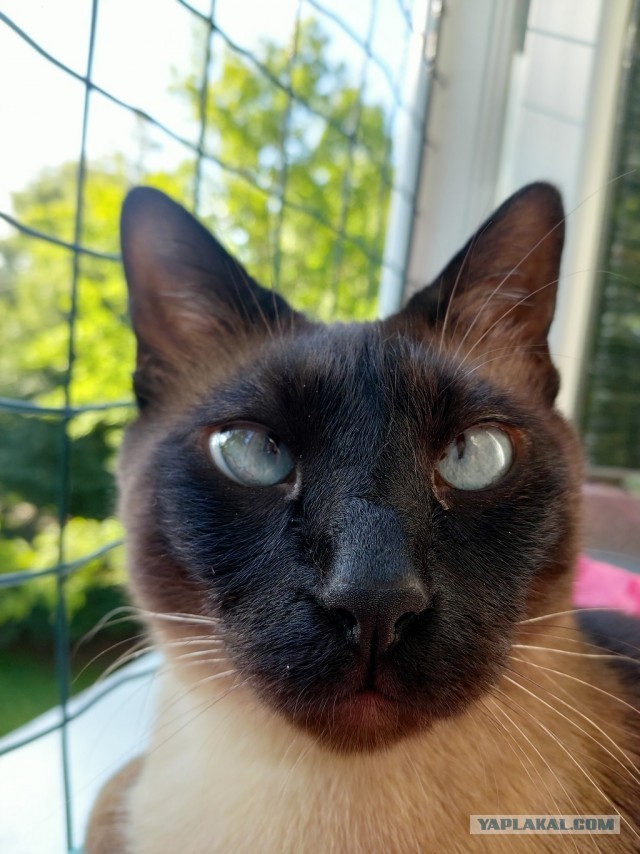 Котовторник 19.07.22