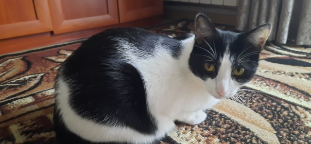 Котовторник 18.10.22