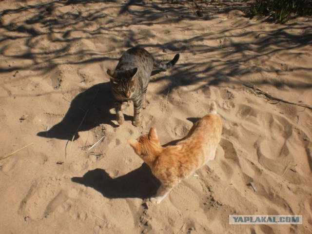 Котики Стамбула