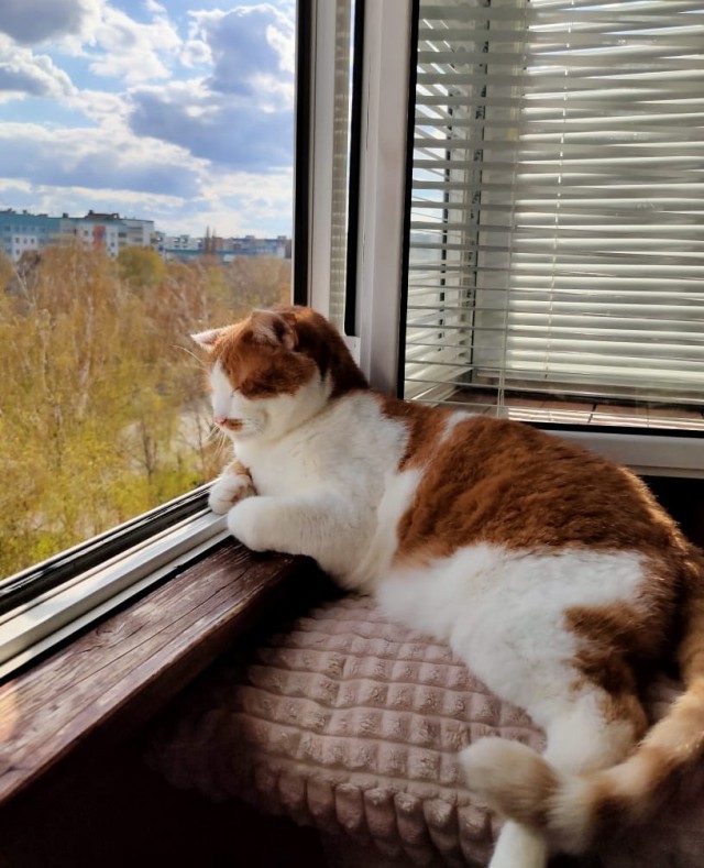 Осенняя кошка