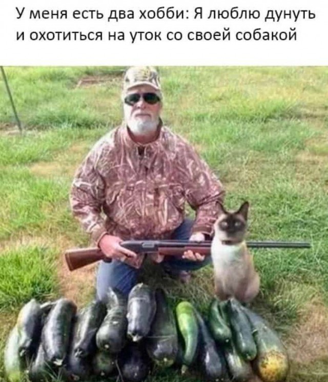 Позы для сна у кошек - что они означают?